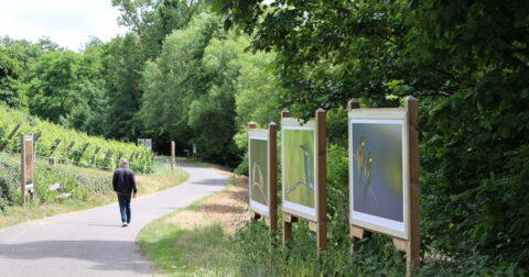 Exposition le long du Rangen